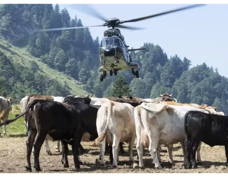 Vacile din Elveţia primesc apă cu elicopterul Armatei. Măsuri extreme luate de autorităţi din cauza secetei