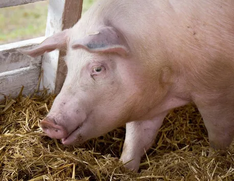 Cât mai costă să crești un porc în ”bătătură”. Cât de profitabilă mai este această preocupare, în România lui 2023
