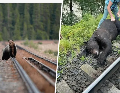 Urs lovit de tren în apropiere de Călimăneşti