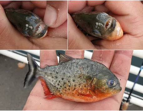 Un pescar a găsit un piranha în Crișul Repede. Garda de Mediu Bihor a declanșat o anchetă! Nimeni nu ştie cum au ajuns peştii acolo!