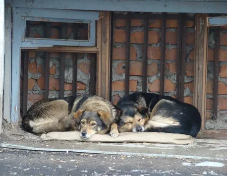 Parlamentarii ruşi vor să dreseze câinii fără stăpân pentru a-i folosi ca atacatori kamikaze împotriva tancurilor ucrainene