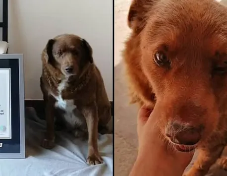 Câinele Bobi a doborât recordul Guinness de vârstă. Are aproape 31 de ani