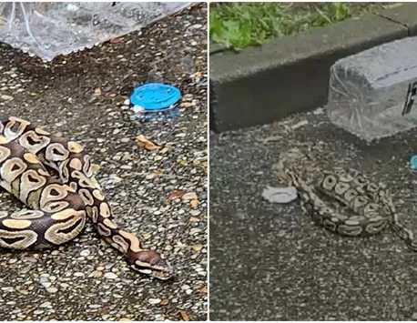 Situație șocantă pe străzile din Baia Mare! Un piton regal uriaș a fost găsit între blocuri