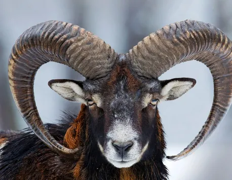 Sezonul Berbec 2023. Ce foc se aprinde pentru zodii