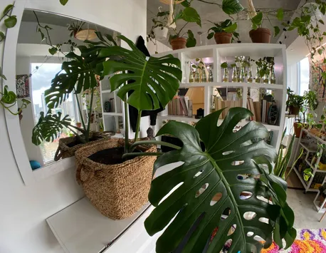 Modul uimitor în care poți folosi drojdia în casa ta! Plantele tale vor înflori mai frumos ca niciodată