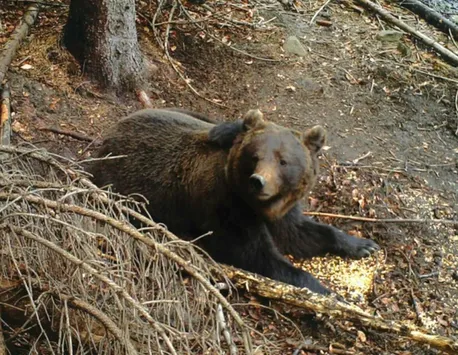 Bărbat atacat de urs în Argeș. A fost emis mesaj Ro-Alert