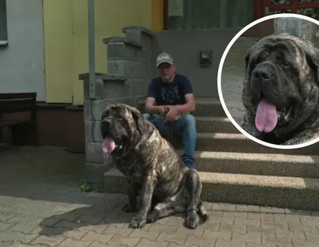 Uriaș, așa îl cheamă pe câinele care cântărește 126 de kilograme și mănâncă zilnic două kilograme de hrană