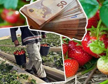 Cât câştigă românii culegători de căpşuni în Spania. Coşul lunar este mai ieftin decât în România, iar salariul dublu