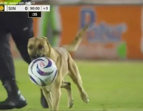 VIDEO Momente comice la un meci de fotbal din Mexic. Un câine a furat mingea jucătorilor și a fugit cu ea, în timpul jocului