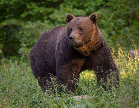 Ce să faci și ce să nu faci dacă te întâlnești cu ursul prin pădure. Măsurile de siguranță care îți pot salva viața
