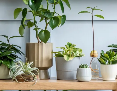 Planta care aduce ghinion și ceartă în casă! Multe gospodine o țin în locuință