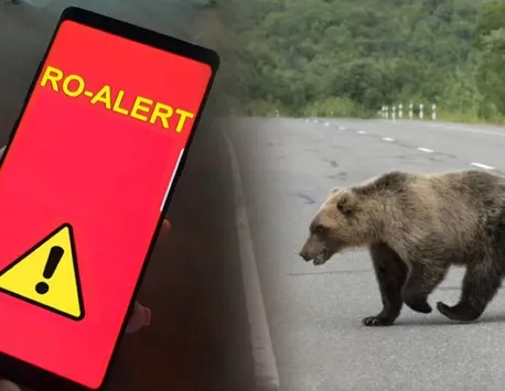 A fost emis Ro-Alert în judeţul Sibiu, un urs se plimba pe străzi în căutare de hrană