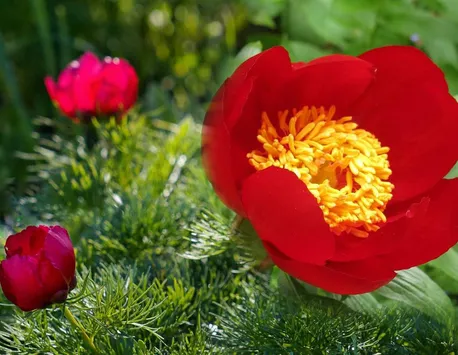 Floarea de o frumusețe aparte, unică în Europa, despre care se spune că a apărut din sângele eroilor moldoveni. A devenit floare națională prin decret semnat de președintele Iohannis