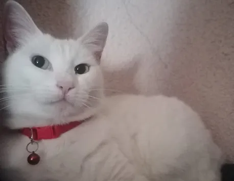 Bezea, cea mai dulce pisică din București, a fugit de acasă, din cartierul Dămăroaia