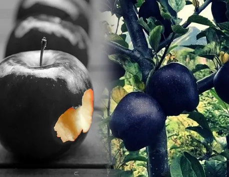 Black Diamond Apple, mărul negru care se vinde la un preț uriaș. Crește la 3.000 de metri altitudine și este cel mai scump din lume