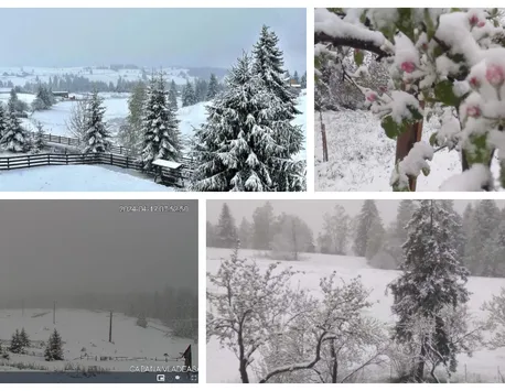 Episod de iarnă în România la mijloc de aprilie. A nins și s-a așternut strat de zăpadă peste pomii înfloriți în mai multe zone