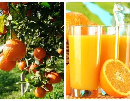 Criză de suc de portocale! Producția scade îngrijorător, iar băutura se va scumpi alarmant