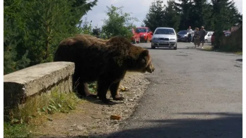 Ministrul Mediului, anunţul care îi sperie pe români: „Avem peste patru mii de urşi. Au ajuns în judeţe în care nu au mai fost văzuţi până acum”