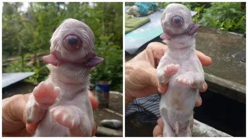 Monstrul patruped, câinele ciclop. S-a născut cu un singur ochi, fără nas şi cu două guri FOTO