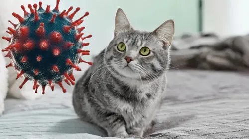 Primul caz de COVID-19 de la pisică la om a fost confirmat. Uluitor cum a fost transmisă boala