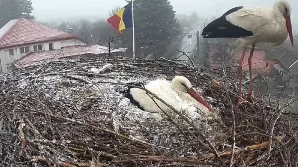 Vreme ca de Crăciun în minivacanţa de 1 Mai. Berzele şi-au setat greşit GPS-ul FOTO şi VIDEO