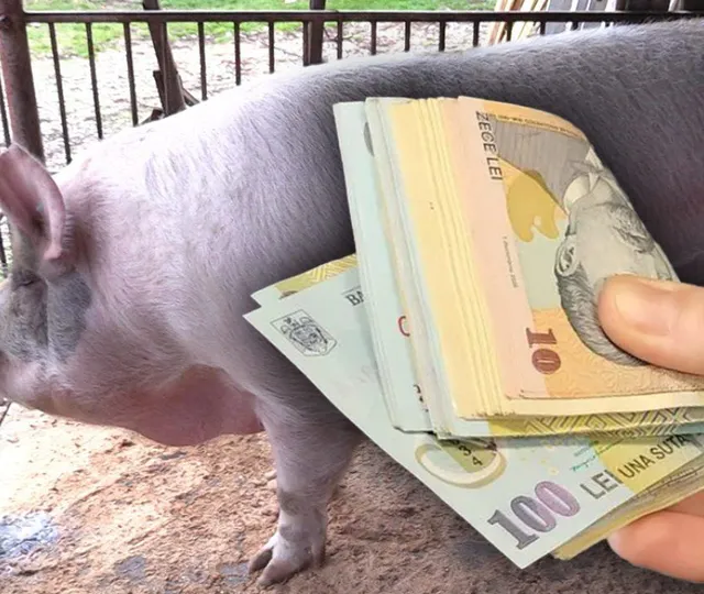 Crăciun 2023: 1800 de lei pentru un porc sacrificat de 100 kg, jumătate din bani vin de la primărie