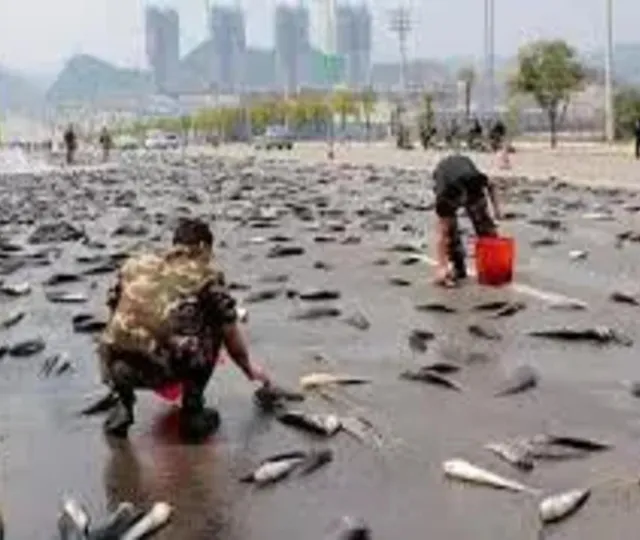 VIDEO Ploaia cu pești care i-a șocat pe localnici. Imaginile au făcut înconjurul internetului