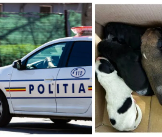 Amenda colosală pe care o primit-o un bărbat din Bihor, după ce a aruncat șapte pui de câine pe drum