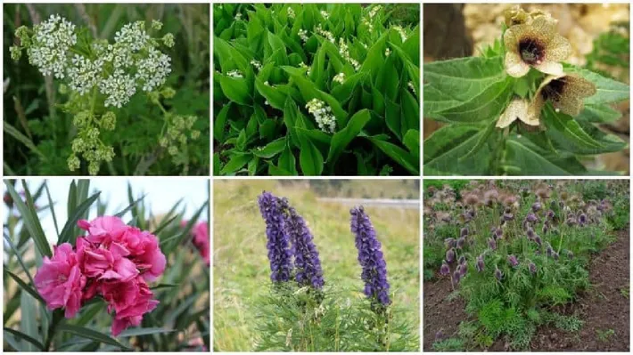 De ce nu e bine să ai aceste plante în curte. Ce nu ar trebui să plantezi niciodată în grădină