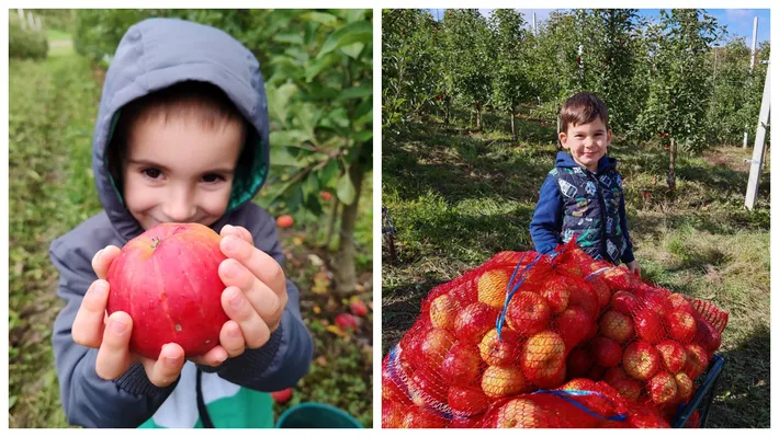 Cât costă merele pe care ți le culegi singur în livada uriașă din Bistrița-Năsăud. Ce mănânci acolo e din partea casei!
