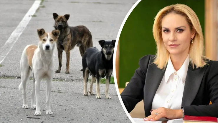 Firea pune câinii pe Nicuşor Dan: Problema animalelor fără stăpân din Bucureşti rămâne de actualitate şi, în orice moment, viaţa oamenilor poate fi pusă în pericol