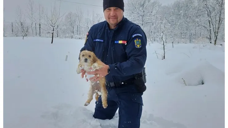 Taxă câini 2026. Incredibil, românii vor plăti impozit şi pentru maidanezi, şi pentru animăluţul propriu! Cât vor scoate din buzunar în fiecare an