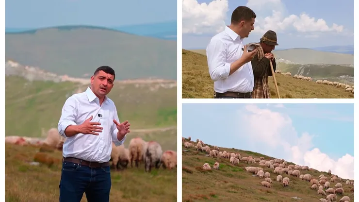Focar de variolă la oile de pe Transalpina. George Simion le ia apărarea ciobanilor care vor rămâne fără oi: ”Să vedem dacă vor fi despăgubiți, peste 500 de oi vor fi ucise”