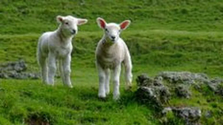 Romania, a patra tara din UE dupa efectivele de oi si capre, pe o tendinta generala de scadere