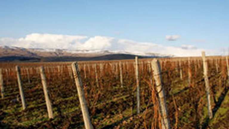 Producatorul de vinuri Lacerta intra pe piata locala cu o investitie de 6 mil. euro