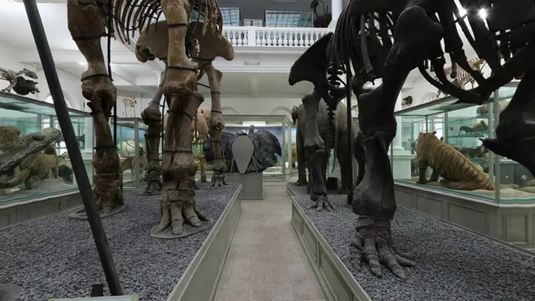 Muzeul Antipa a avut incasari de peste 30.000 lei in ziua deschiderii