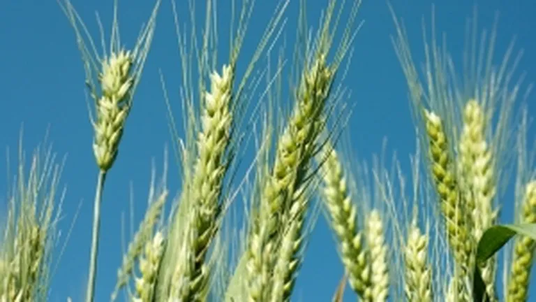 Stocurile de cereale din UE vor atinge minimul ultimilor patru ani la finele sezonului agricol 2012