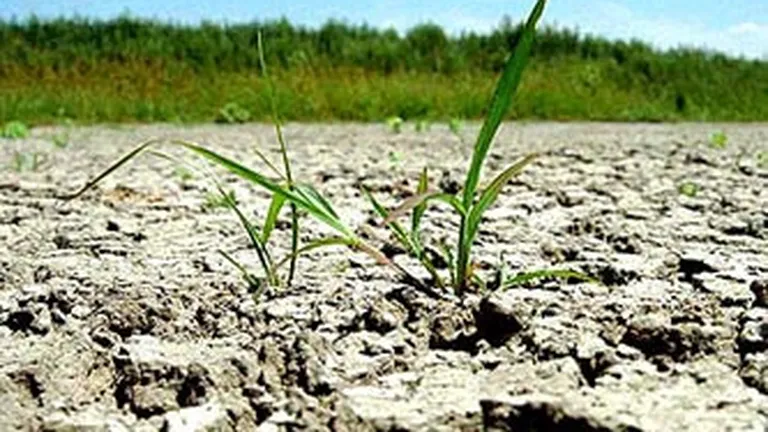 Prima victima a secetei: Agricultura, sau 5% din economia Romaniei