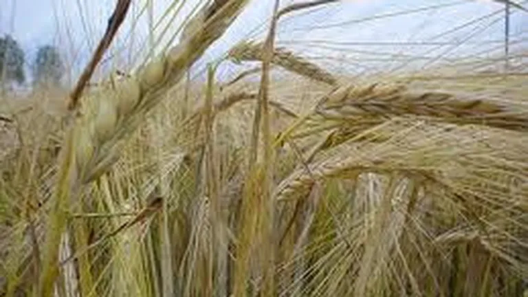Seceta reduce productia de cereale a Europei si creste riscul de incendii