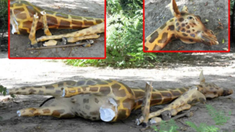 Girafa din fata muzeului Antipa a fost distrusa