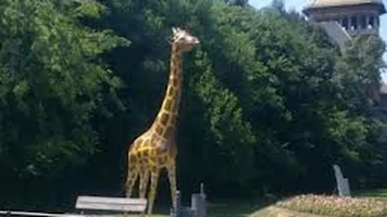 Girafa de la Antipa a fost reamplasata in fata muzeului