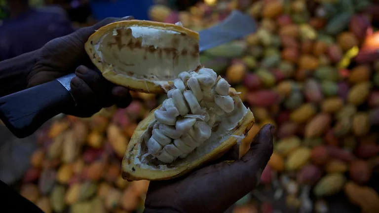 Ciocolata de Madagascar: Provocarile unui business american intr-o tara din lumea a treia (Foto)