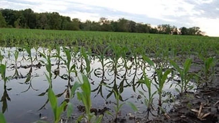 Peste 7.000 de hectare de teren agricol, afectate de ploi si inundatii
