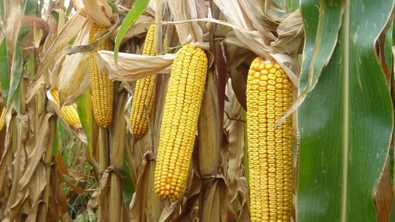 Monsanto a realizat exporturi de 60 mil. $ din Romania in 2012