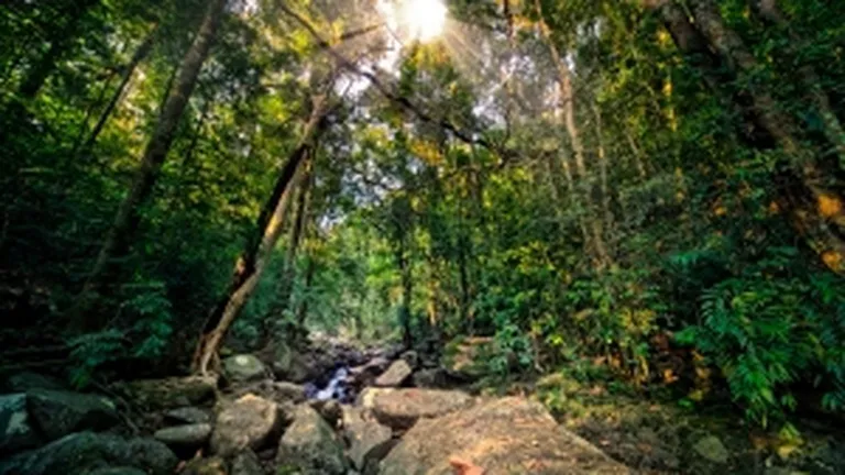 Padurea amazoniana: 90 miliarde de arbori din 16.000 de specii