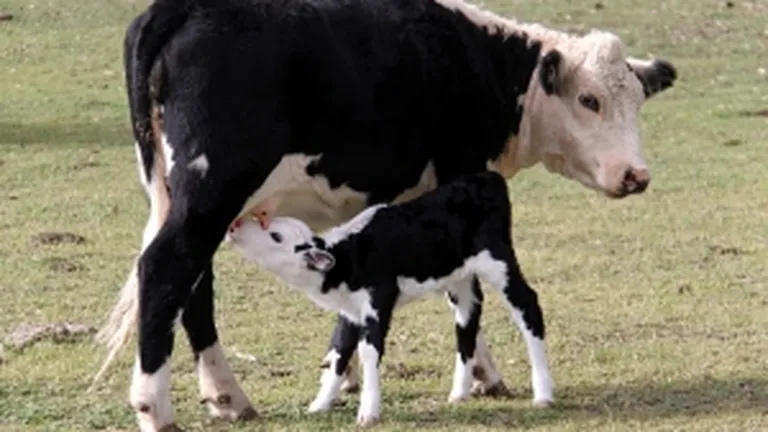 Romania va exporta peste 500.000 de vaci in China
