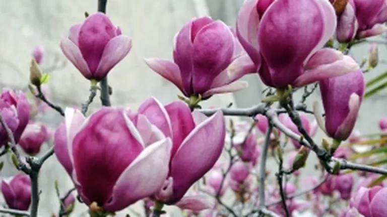 Tango, ciocolata, lebede si magnolii: Cele mai romantice escapade din lume