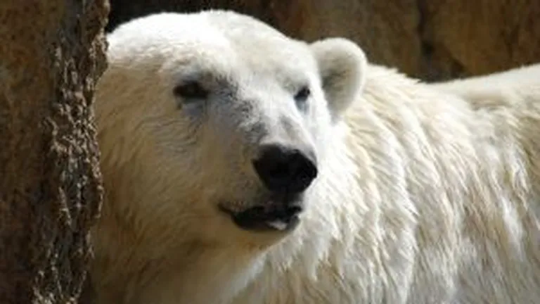 Google Maps permite urmarirea ursilor polari