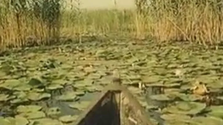 Imagini rare din Delta Dunarii, intr-un reportaj britanic din 1962 (Video)