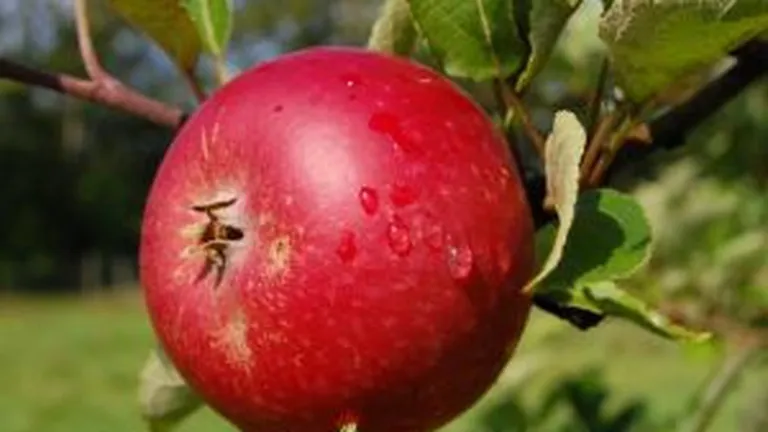 Cum vrea Ponta sa ajute Republica Moldova in fata repercusiunilor rusesti: Marim importurile de mere